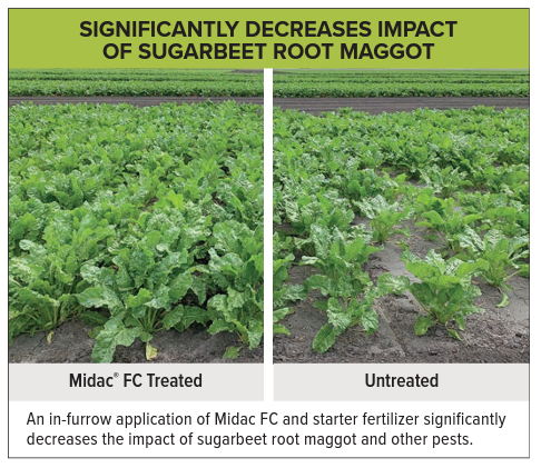 Sugarbeet Root Maggot Midac FC