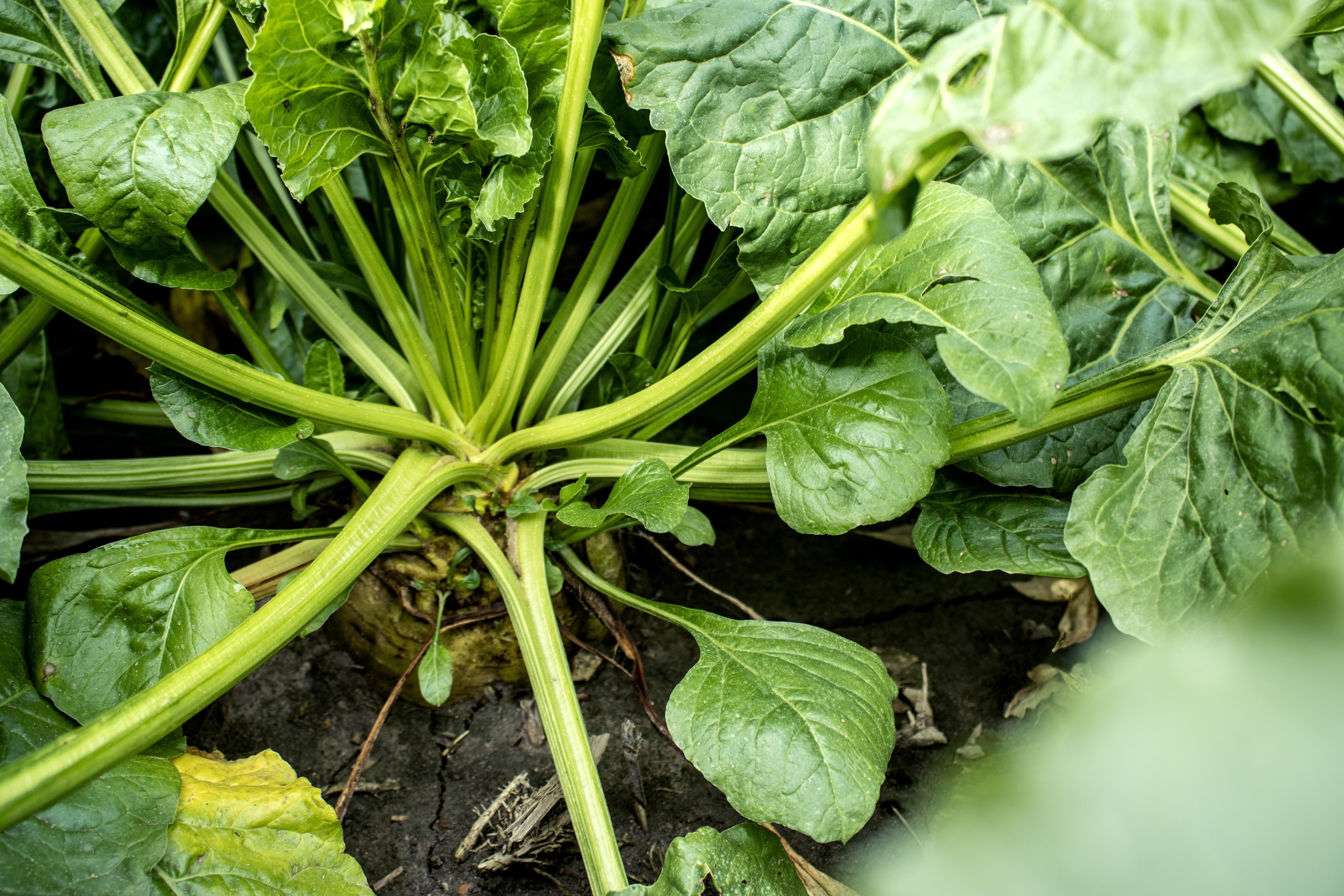 How sweet it is… to increase your sugar content!