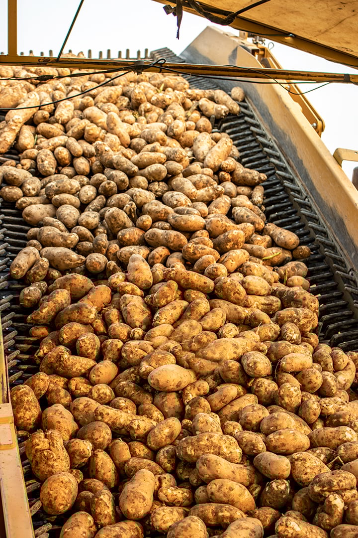 WA Potato Harvest