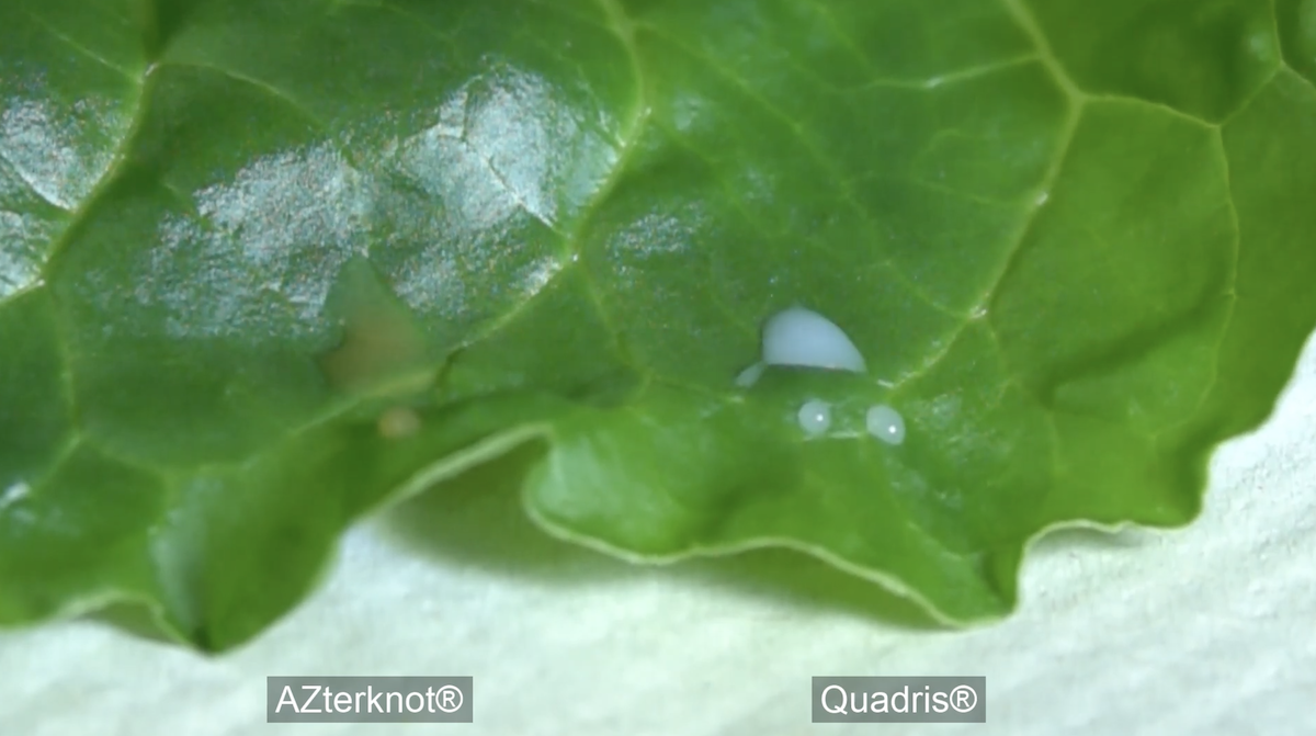 AZterknot vs Quadris: Foliar Droplet Comparison on Sugarbeets