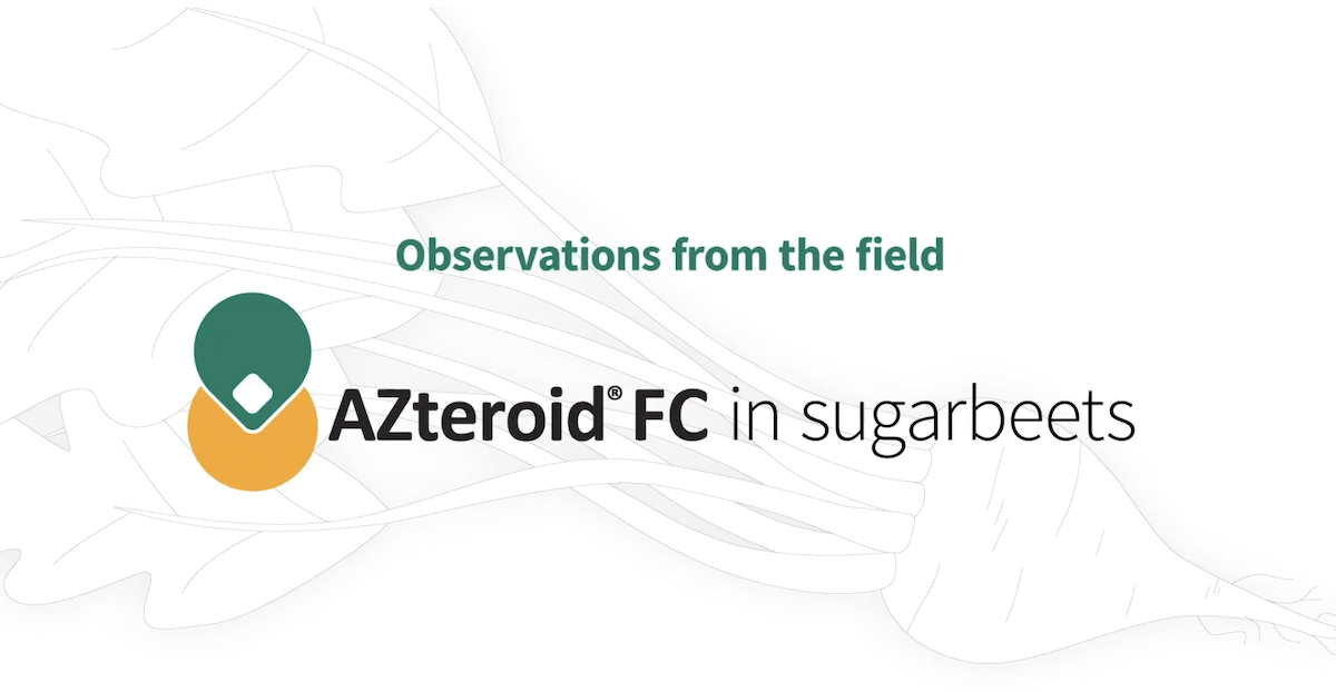 Field Observations: AZteroid FC 3.3 in Sugarbeets Side by Side Comparison