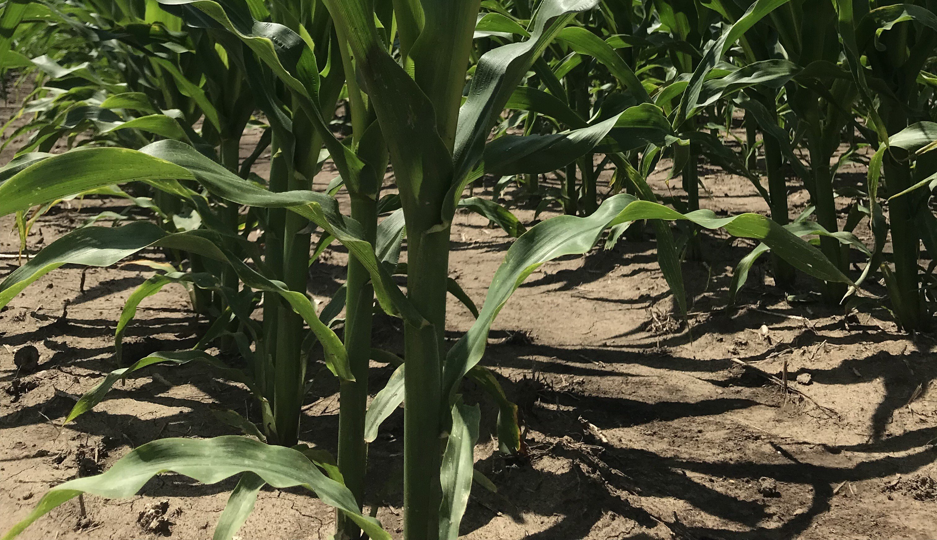 When Corn Stalks Fail: Understanding and Managing Stalk Rot in Corn