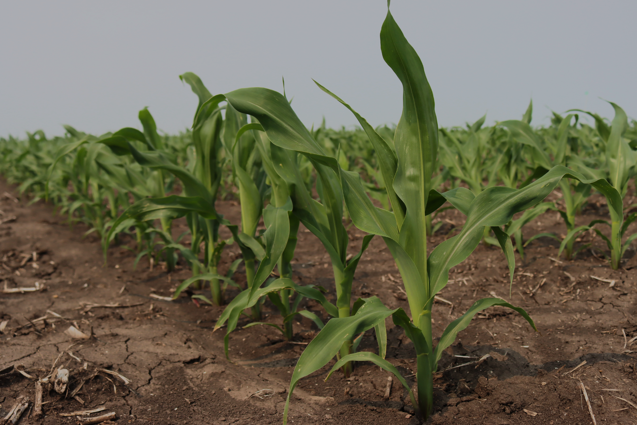 Season-Long Pest & Disease Management Solutions for Corn and Soybeans