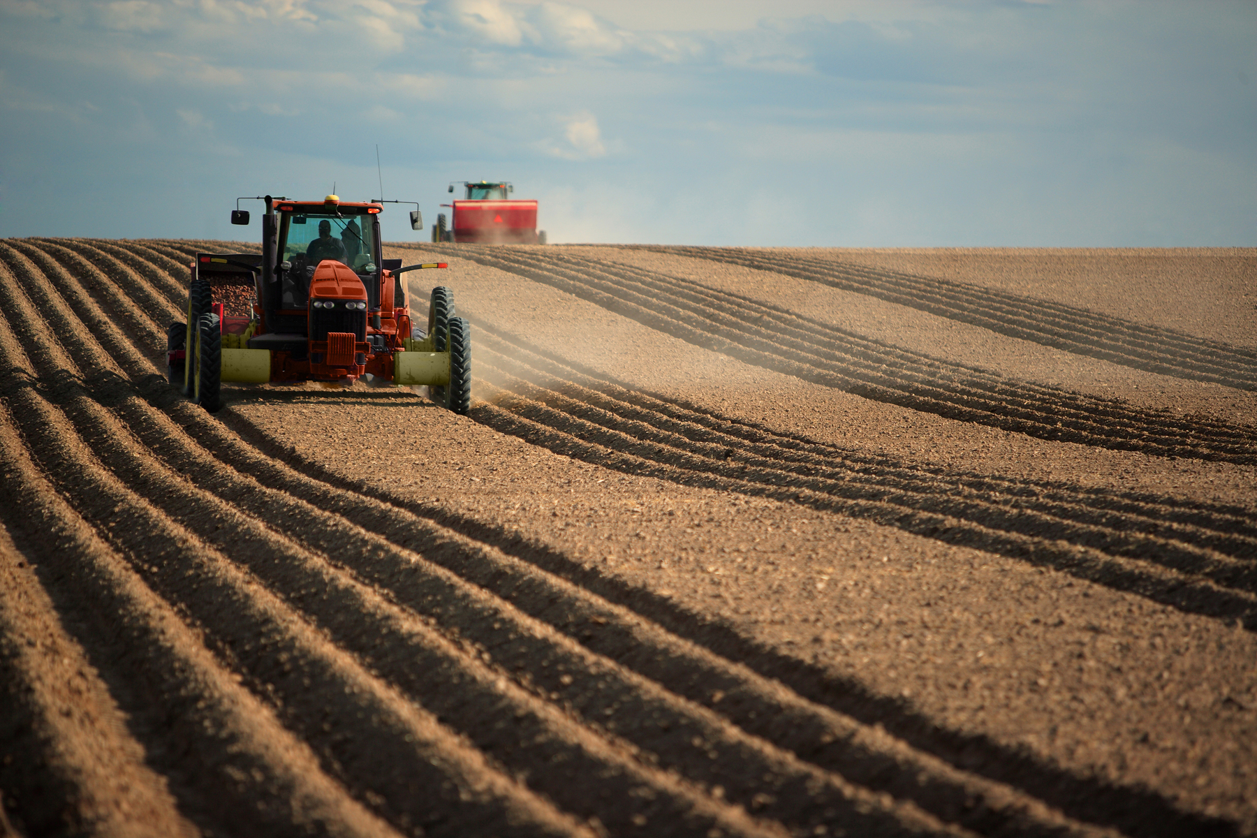 Potato Planting