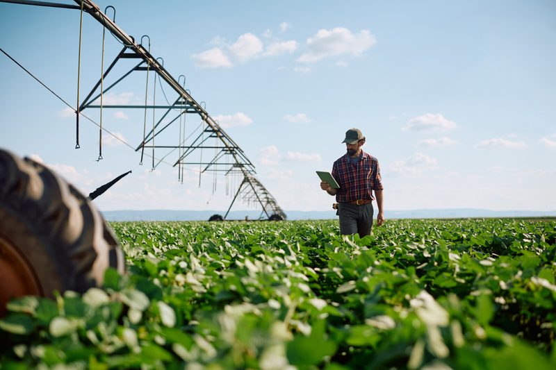 Agronomist scouting soybeans