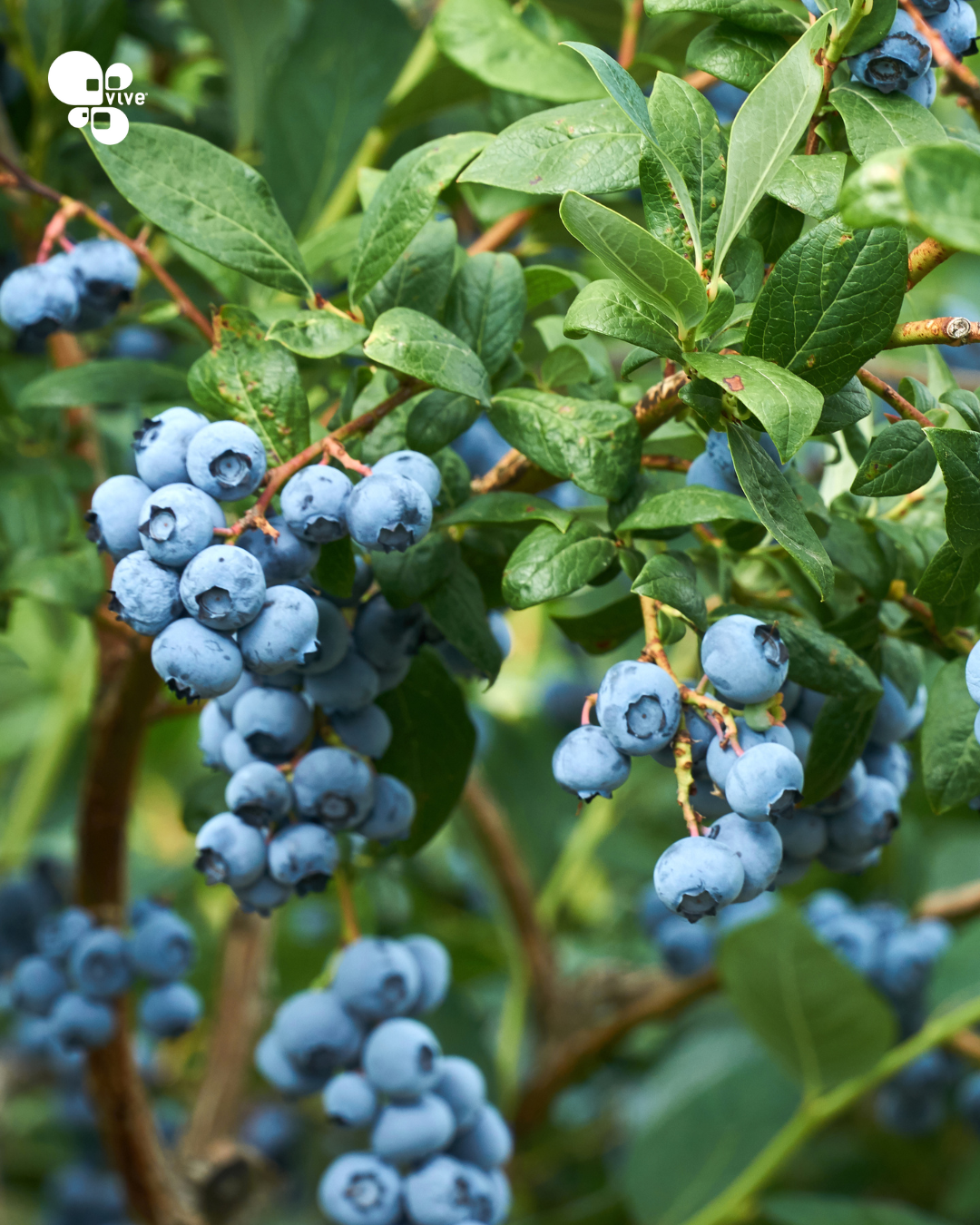 Culprits Behind Blueberry Packout Losses: Key Insects and Diseases