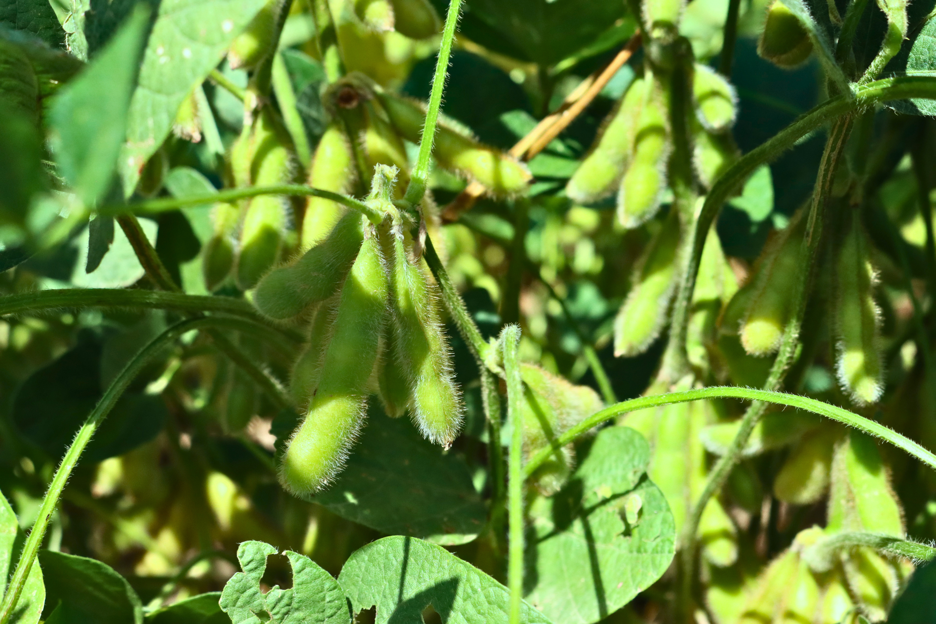 Averland® FC Nematicide to Build on Proven Performance in Corn and Cotton with Expansion into Soybeans for 2026