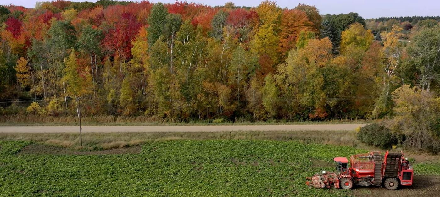 sugarbeet harvest