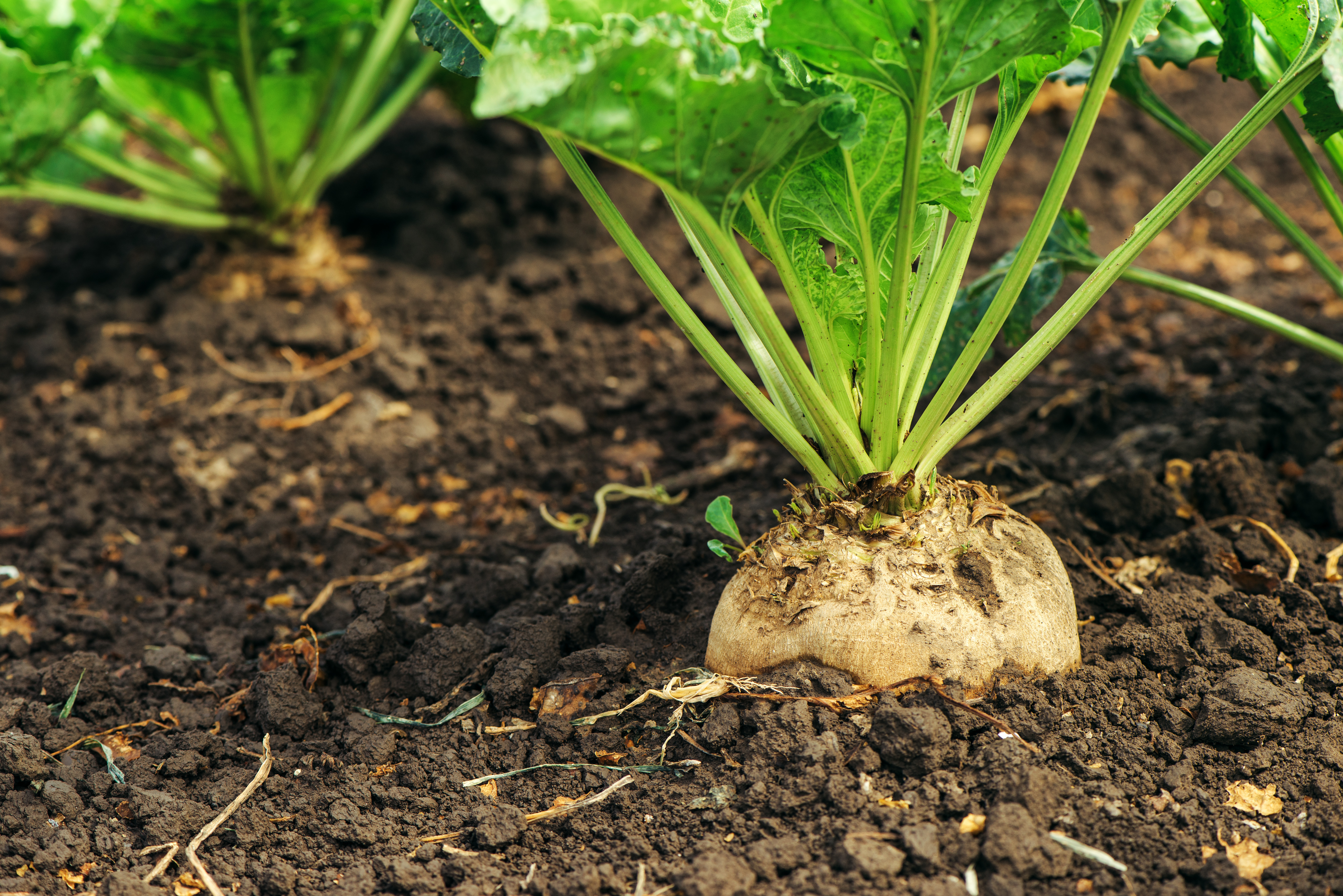 sugarbeet top shutterstock_481533607