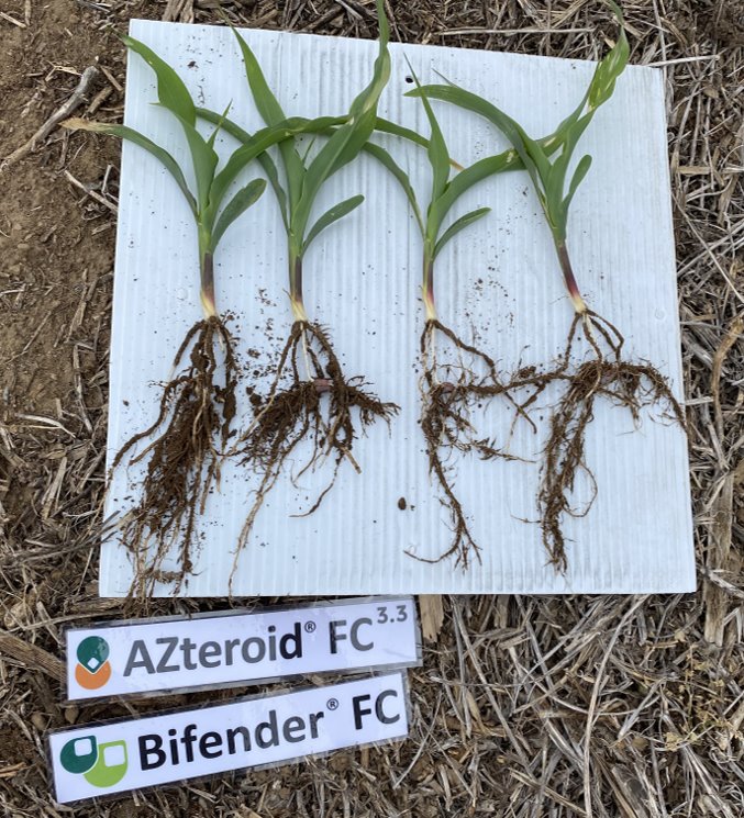 AZteroid FC 3.3 + Bifender FC vs untreated